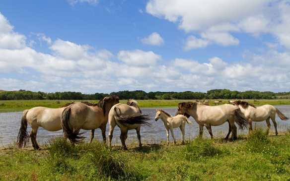 Nationaal Park Nieuwland