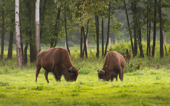 Bialowieza Nationaal Park