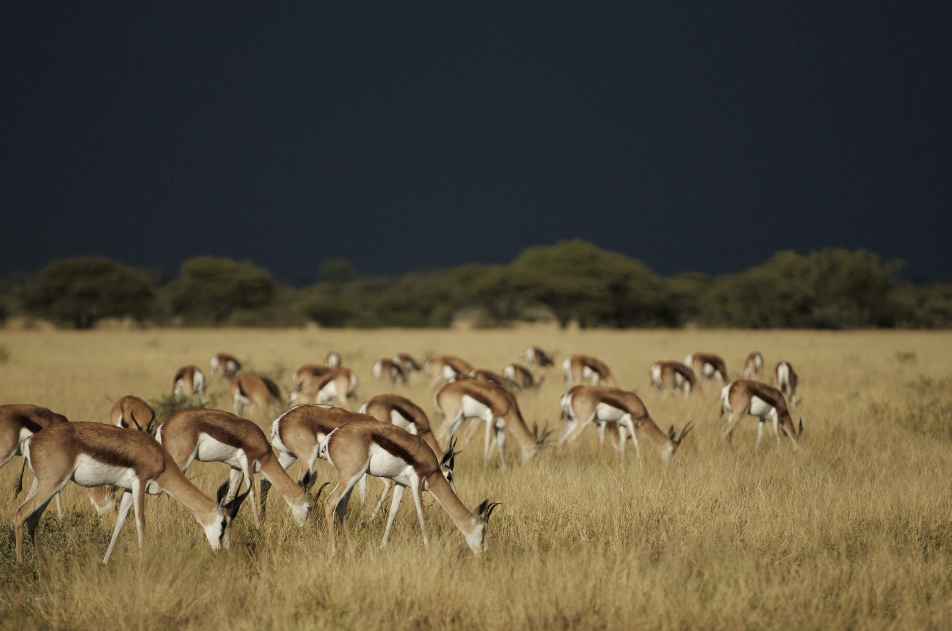 Kalahari