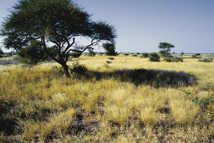 Kalahari Namibië Kalahari Namibië
