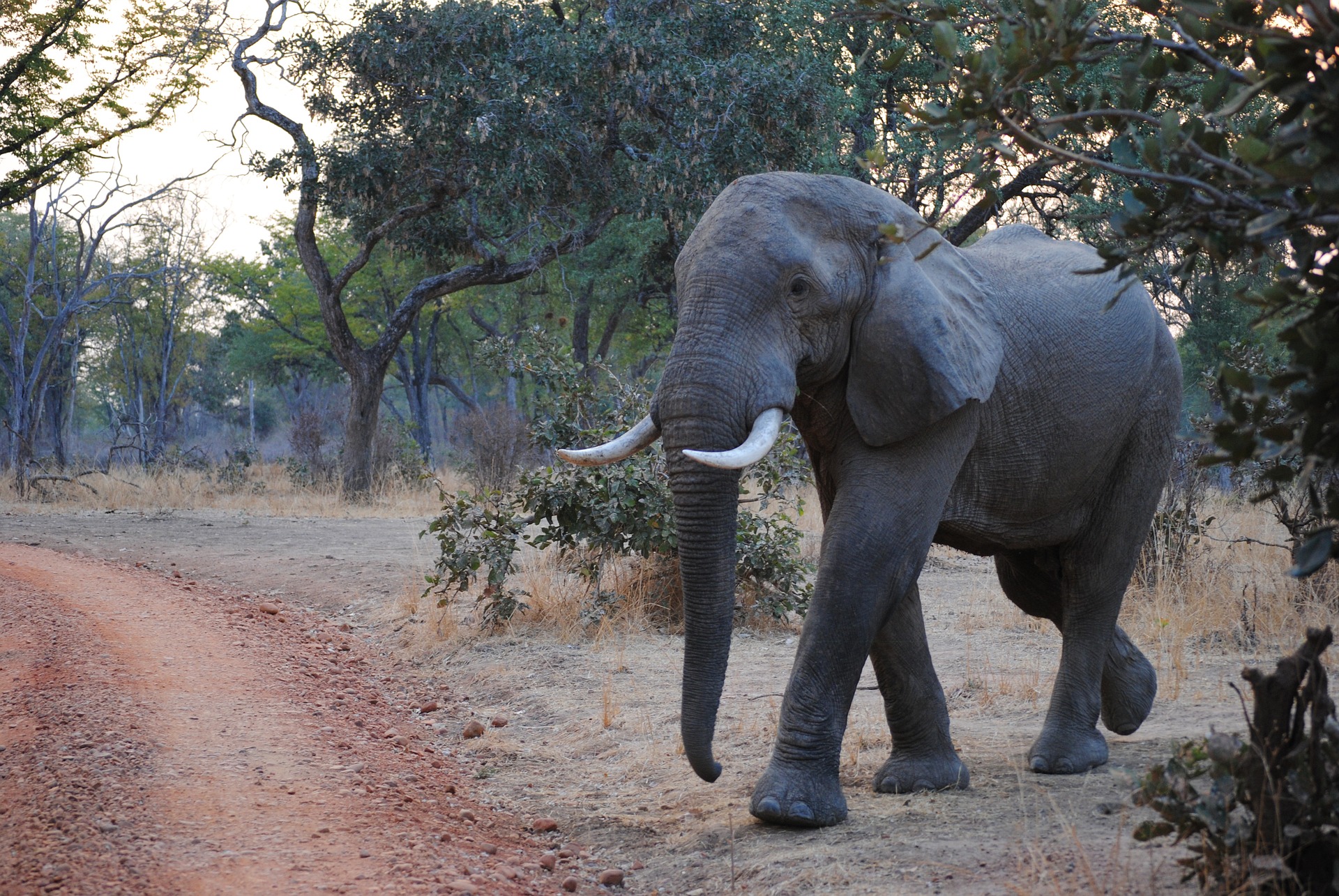 Zuid Luangwa