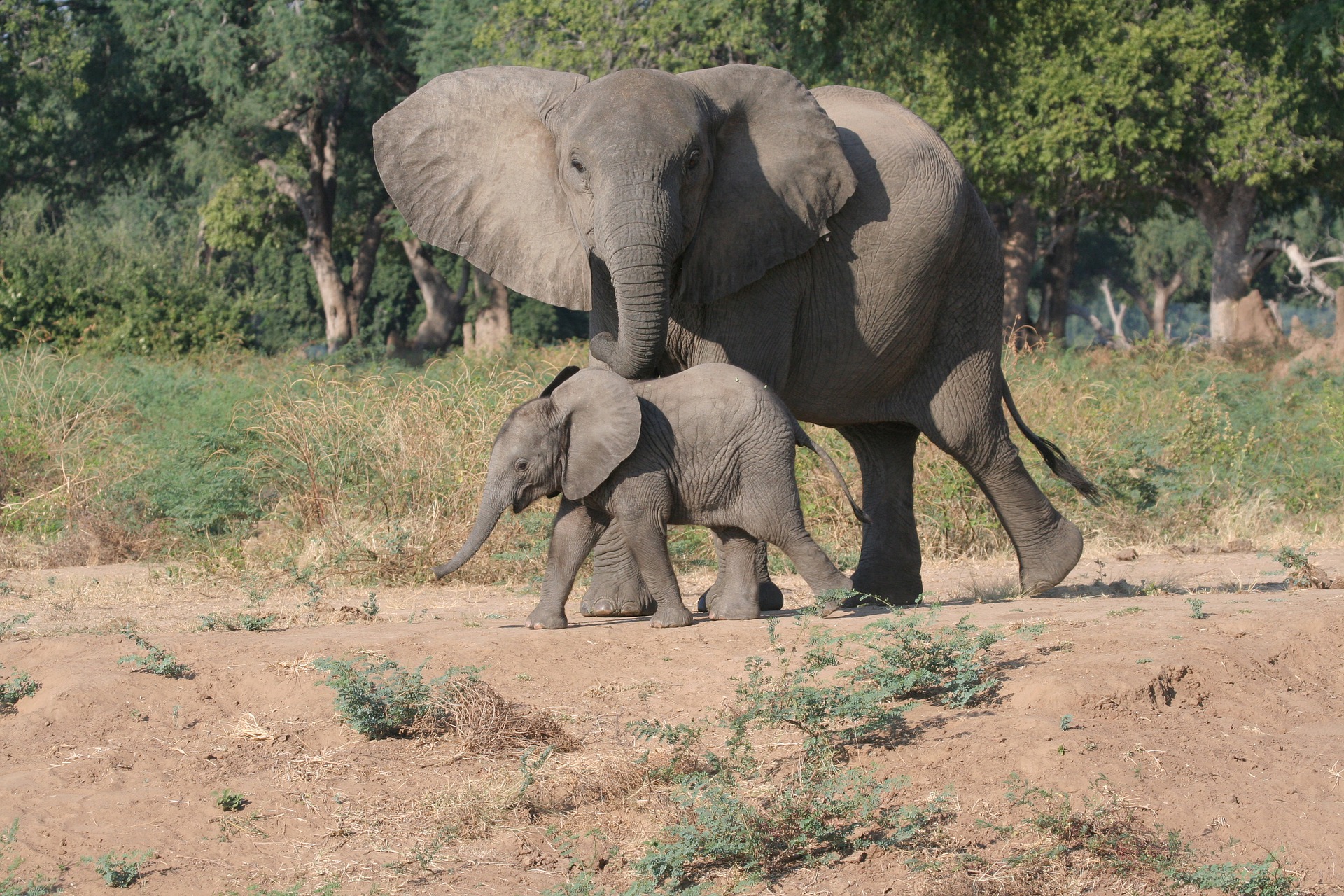 Hwange Nationaal Park